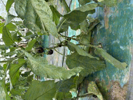 Thrips sur culture d'aubergines sous abri